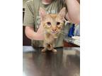 Adopt Bach a Orange or Red Domestic Shorthair / Domestic Shorthair / Mixed cat