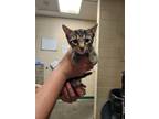 Adopt Vivaldi a Brown or Chocolate Domestic Shorthair / Domestic Shorthair /