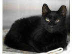 Adopt SEYMOUR a All Black Domestic Shorthair / Mixed cat in West Seneca