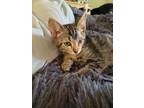 Adopt Odin a Gray or Blue Domestic Shorthair / Domestic Shorthair / Mixed cat in