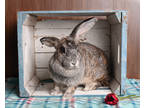 Adopt Frida 3 a Grey/Silver Other/Unknown / Mixed rabbit in Fairfax