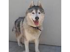 Adopt Michelin a Black Husky / Mixed dog in Westminster, CA (39001060)
