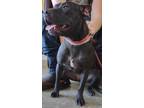 Adopt Nezuko a Black American Pit Bull Terrier / Mixed dog in LaHarpe