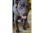 Adopt Tanjiro a Black American Pit Bull Terrier / Mixed dog in LaHarpe