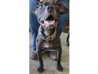 Adopt Olympias a Black American Pit Bull Terrier / Mixed dog in LaHarpe