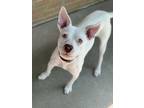 Adopt Wendy a White American Pit Bull Terrier / Mixed dog in Longview
