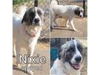 Adopt Nixie a White Great Pyrenees / Mixed dog in Commerce, TX (39031578)