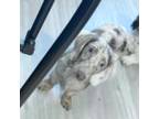 Dachshund Puppy for sale in Oklahoma City, OK, USA