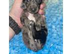 Dachshund Puppy for sale in Oklahoma City, OK, USA