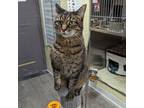Adopt Riversong a Brown or Chocolate Domestic Shorthair / Domestic Shorthair /