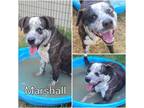 Adopt Marshall a Brown/Chocolate American Pit Bull Terrier / Mixed dog in