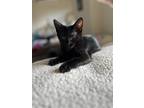 Adopt Saffron II a All Black Domestic Shorthair (short coat) cat in Oceanside