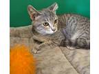 Adopt Joe a Gray or Blue Domestic Mediumhair / Domestic Shorthair / Mixed cat in