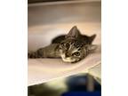 Adopt Frisbee a Gray or Blue Domestic Shorthair / Domestic Shorthair / Mixed cat