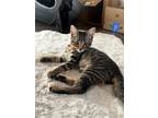 Adopt Chili a Brown Tabby Domestic Shorthair (short coat) cat in Oceanside