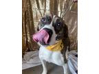 Adopt Zion a Brindle Plott Hound / Mixed dog in LaHarpe, KS (38996208)
