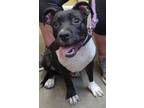 Adopt Abilene a Black Boxer / American Pit Bull Terrier / Mixed dog in LaHarpe