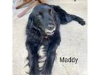 Adopt Maddy a Flat-Coated Retriever