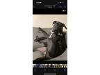 Adopt Bella Rose a Black - with White American Pit Bull Terrier dog in Fair