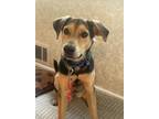 Adopt Lionel a Tan/Yellow/Fawn Labrador Retriever dog in Berkeley Heights