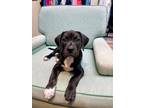 Adopt Paw Paw a White Labrador Retriever / Mixed dog in Charleston