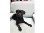 Adopt Cameran a Black Labrador Retriever / Mixed dog in Charleston