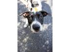 Adopt Whitney a White Labrador Retriever / Mixed dog in Charleston
