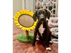 Adopt Dixie a Black - with White Labrador Retriever / Mixed dog in Sagaponack