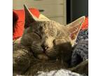 Adopt Azure 2023 a Gray or Blue Domestic Shorthair / Mixed cat in Bensalem