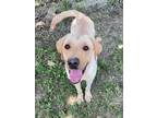 Adopt Boogie a White Labrador Retriever / Golden Retriever / Mixed dog in