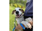 Adopt Rosco a Tricolor (Tan/Brown & Black & White) Beagle / Boxer / Mixed dog in
