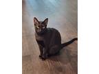 Adopt Jet a All Black Domestic Shorthair / Mixed (short coat) cat in Hutto