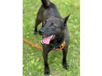 Adopt Meeks a Black Shiba Inu / Basenji / Mixed dog in Sparta, NJ (38933400)