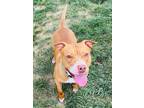 Adopt Tessa a Tan/Yellow/Fawn American Pit Bull Terrier / Mixed dog in Baraboo