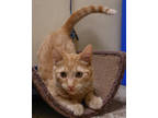 Adopt Hey a Orange or Red Domestic Shorthair / Domestic Shorthair / Mixed cat in