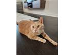 Adopt Jasper a Cream or Ivory Domestic Shorthair / Mixed (short coat) cat in