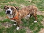 Adopt BRINDIS a Staffordshire Bull Terrier, Mixed Breed