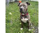 Adopt Graham a Gray/Silver/Salt & Pepper - with Black Pit Bull Terrier / Mixed