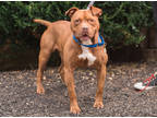 Adopt Ribeye a Brown/Chocolate Mixed Breed (Large) / Mixed dog in West Chester