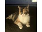Adopt Eleanor a Calico or Dilute Calico Domestic Shorthair / Mixed cat in Texas