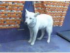 Adopt A1934384 a Husky, Mixed Breed