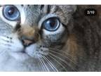 Adopt Frankie a Gray, Blue or Silver Tabby Tabby / Mixed (short coat) cat in