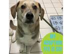Adopt Augie a Tan/Yellow/Fawn Mixed Breed (Medium) / Mixed dog in Charleston