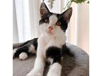 Adopt BENTLEY a All Black Domestic Shorthair / Mixed (medium coat) cat in San