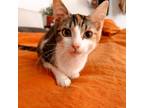 Adopt BAGUETTE a Calico or Dilute Calico Domestic Shorthair / Mixed (short coat)