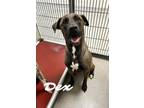 Adopt Dex 122284 a Black Labrador Retriever dog in Joplin, MO (39011607)