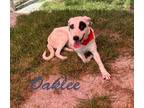Adopt Oaklee 122718 a White Pointer dog in Joplin, MO (39011606)