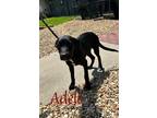 Adopt Adele 122850 a Black Labrador Retriever dog in Joplin, MO (38947208)