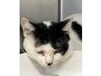 Adopt Andrew a White Domestic Shorthair / Domestic Shorthair / Mixed cat in