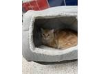 Adopt Indie a Orange or Red Domestic Mediumhair / Domestic Shorthair / Mixed cat